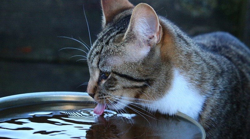 Le chat et l’eau
