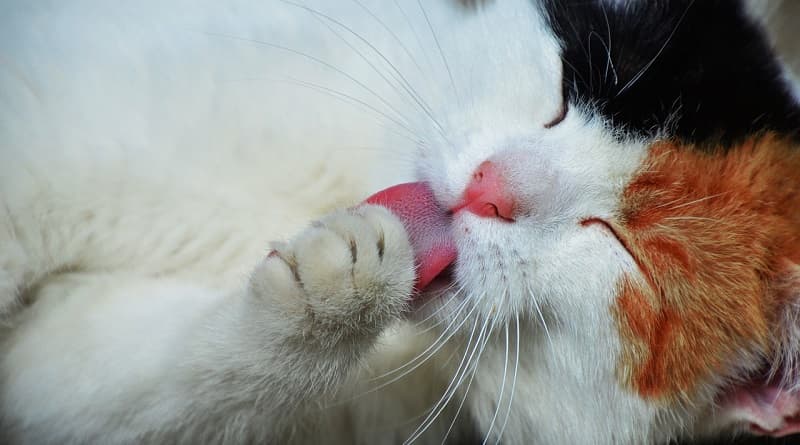 La langue râpeuse du chat